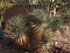 Vivers Càrex - Yucca thompsoniana
